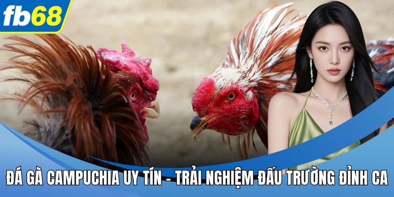 Đá gà Campuchia uy tín