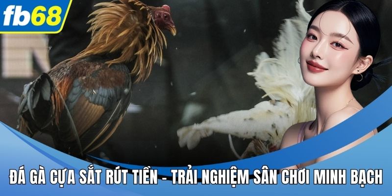 Đá gà cựa sắt rút tiền