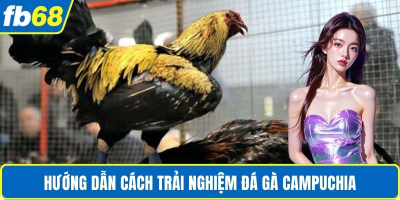 Đá Gà Campuchia Uy Tín – Trải Nghiệm Đấu Trường Đỉnh Cao 4 Hướng dẫn cách trải nghiệm đá gà Campuchia