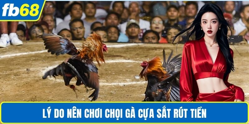 Đá Gà Cựa Sắt Rút Tiền – Trải Nghiệm Sân Chơi Minh Bạch 4 Lý do nên chơi chọi gà cựa sắt rút tiền