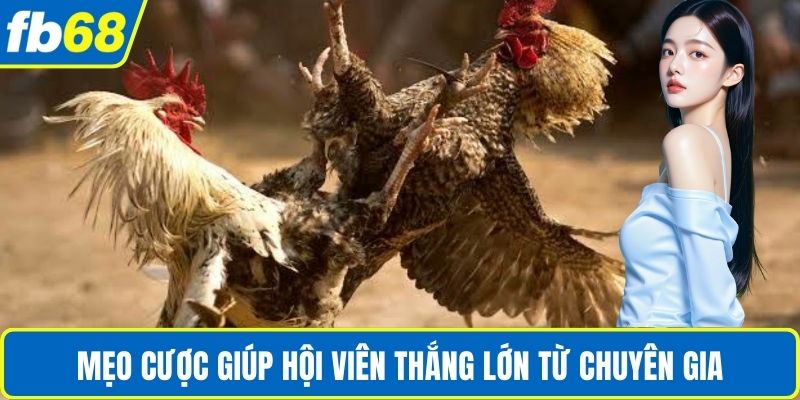 Đá Gà Thomo Online – Sân Chơi Cá Cược Uy Tín Tại FB68 4 Mẹo cược giúp hội viên thắng lớn từ chuyên gia