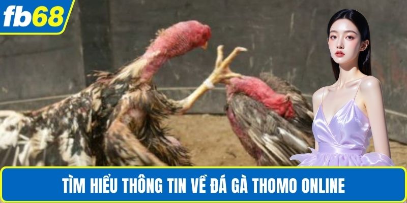 Đá Gà Thomo Online – Sân Chơi Cá Cược Uy Tín Tại FB68 2 Tìm hiểu thông tin về đá gà thomo online