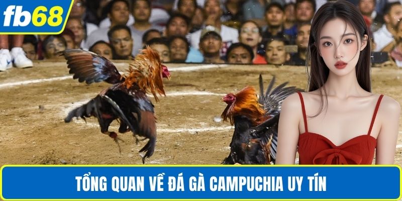 Đá Gà Campuchia Uy Tín – Trải Nghiệm Đấu Trường Đỉnh Cao 2 Tổng quan về đá gà Campuchia uy tín